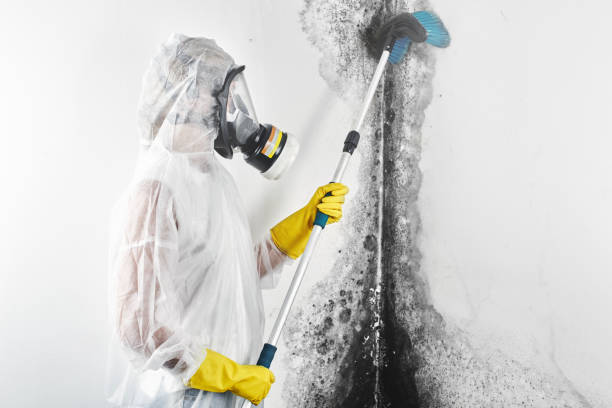 Best Forensic Mold Investigation  in Salida, CO