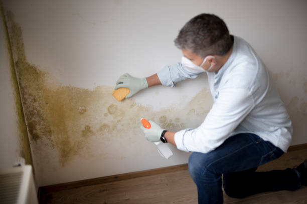 Best Crawl Space Mold Remediation  in Salida, CO