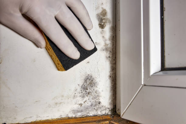 Asbestos and Lead Testing During Mold Inspection in Salida, CO
