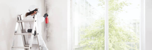 Best Mold Removal for HVAC Installations  in Salida, CO